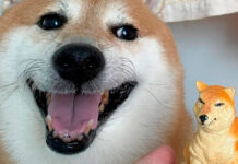 ¡Felicidades Cheems! Hoy cumple 11 años Cheems