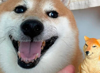 ¡Felicidades Cheems! Hoy cumple 11 años Cheems