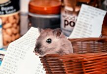 Hong Kong prohíbe venta de roedores por brote de Covid-19 Hong Kong prohíbe venta de roedores por brote de Covid-19