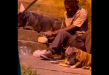 Indigente celebra cumpleaños de sus perritos y se vuelve viral cumpleaños