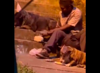 Indigente celebra cumpleaños de sus perritos y se vuelve viral cumpleaños