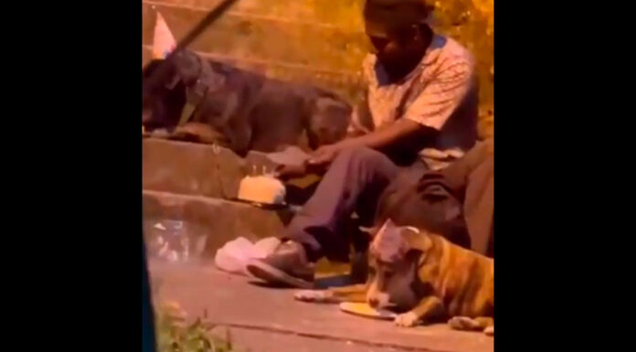Indigente celebra cumpleaños de sus perritos y se vuelve viral cumpleaños