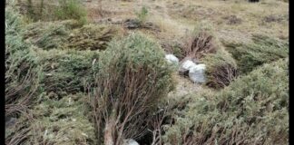 SMADSOT reutilizará árboles usados en fiestas decembrinas