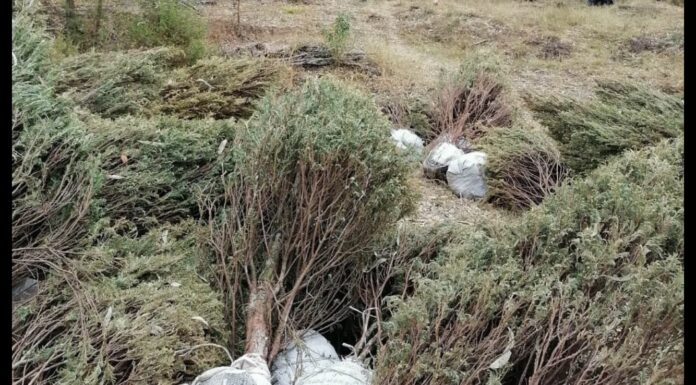 SMADSOT reutilizará árboles usados en fiestas decembrinas