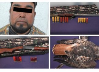 Detienen a hombres armados y con un halcón sin vida en San Miguel Canoa
