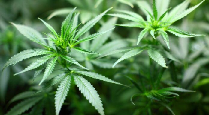 Ácidos de la planta cannabis bloquearían a la COVID-19 cannabis marihuan