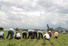 Destinan 70 mdp a agricultores afectados por Grace y socavón