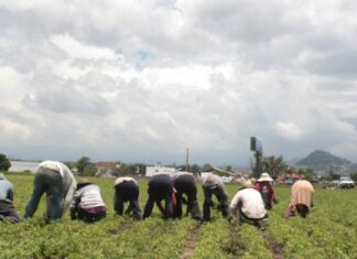 Destinan 70 mdp a agricultores afectados por Grace y socavón