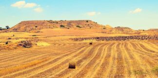 Ubican 16 mil kilómetros de “avenidas funerarias” en Australia