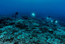 Descubren arrecife de coral más grande del mundo en Tahití arrecife de coral