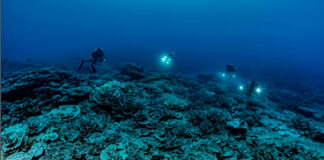 Descubren arrecife de coral más grande del mundo en Tahití arrecife de coral
