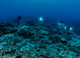 Descubren arrecife de coral más grande del mundo en Tahití arrecife de coral