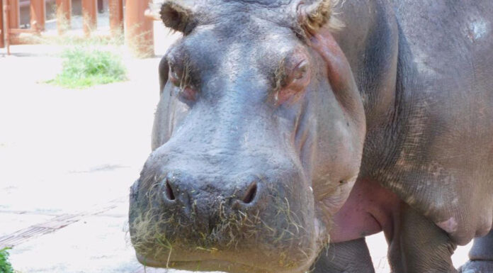 Muere la hipopótama más longeva en Zoológico de San Juan de Aragón Inés, la hipopótama, recibía una terapia en las zonas de la piel donde presentaba lesione