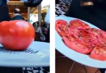 ¿Es fake? Tiktoker dice que restaurante vende jitomate en 300 pesos jitomate