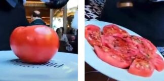 ¿Es fake? Tiktoker dice que restaurante vende jitomate en 300 pesos jitomate