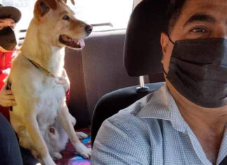 ¡Taxi, joven! chofer ofrece servicio a mascotas taxista mascotas