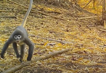 Científicos de la WWF descubren 224 nuevas especies en Asia wwf nuevas especies