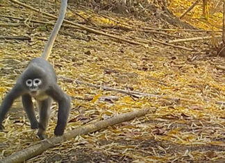 Científicos de la WWF descubren 224 nuevas especies en Asia wwf nuevas especies