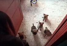 Rescatan a 12 perritos maltratados en CDMX perritos