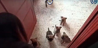 Rescatan a 12 perritos maltratados en CDMX perritos