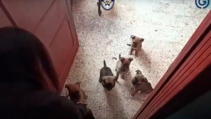 perritos perritos