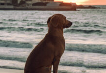 Perrito encuentra la paz mental y se vuelve viral Perrito