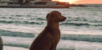 Perrito encuentra la paz mental y se vuelve viral Perrito