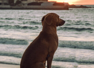 Perrito encuentra la paz mental y se vuelve viral Perrito
