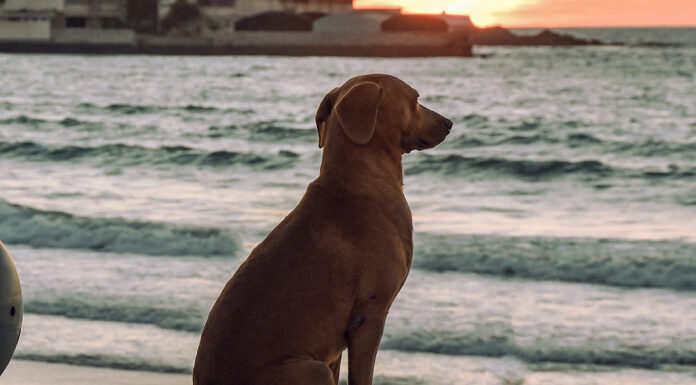 Perrito encuentra la paz mental y se vuelve viral Perrito