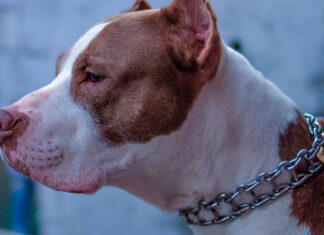 Detienen a hombre que arrojó a pitbull de un quinto piso pitbull