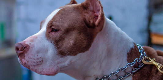 pitbull
