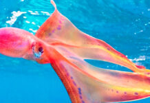 ¡Espectacular! Fotografiaron extraño pulpo en Australia pulpo