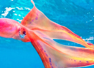 ¡Espectacular! Fotografiaron extraño pulpo en Australia pulpo
