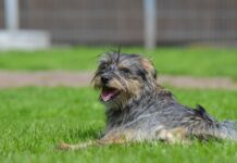 Ayuntamiento abre adopción para perros rescatados