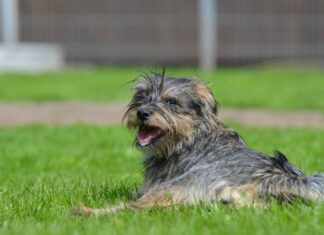 Ayuntamiento abre adopción para perros rescatados