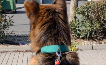 Familia se rencuentra con perrito perdido hace 6 años perrito perdido