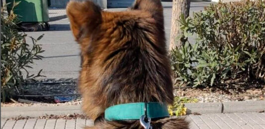 perrito perdido