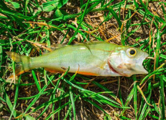 ¡Increíble! Llueven peces en Texas lluvia de peces