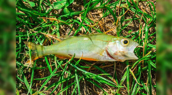 ¡Increíble! Llueven peces en Texas lluvia de peces