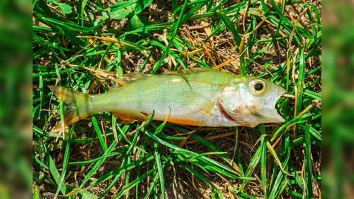 texarcana lluvia de peces