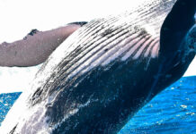 Llegan primeras ballenas grises a Baja California Sur ballenas grises