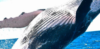 Llegan primeras ballenas grises a Baja California Sur ballenas grises