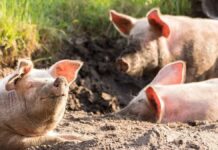 Alertan por contrabando de productos agropecuarios en Guatemala Alertan por contrabando de productos agropecuarios en Guatemala