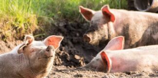 Alertan por contrabando de productos agropecuarios en Guatemala Alertan por contrabando de productos agropecuarios en Guatemala