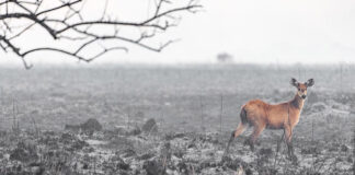 Incendios consumen 800 mil hectáreas del territorio argentino incendios