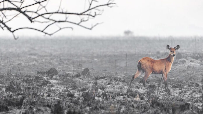 incendios