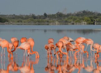 Catalogan a Humedal de Yucatán como lugar de importancia internacional Catalogan a Humedal de Yucatán como lugar de importancia internacional