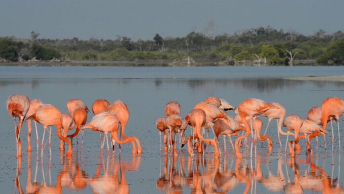 Catalogan a Humedal de Yucatán como lugar de importancia internacional