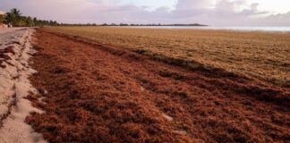 Comienza invasión de sargazo en el Caribe Mexicano Comienza invasión de sargazo en el Caribe Mexicano