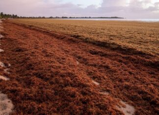 Comienza invasión de sargazo en el Caribe Mexicano Comienza invasión de sargazo en el Caribe Mexicano